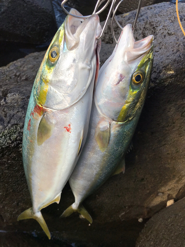 イナダの釣果