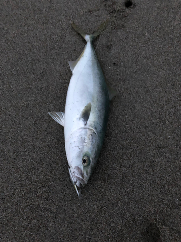 イナダの釣果