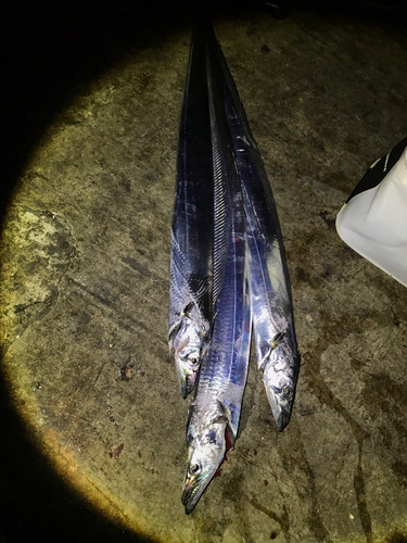 タチウオの釣果