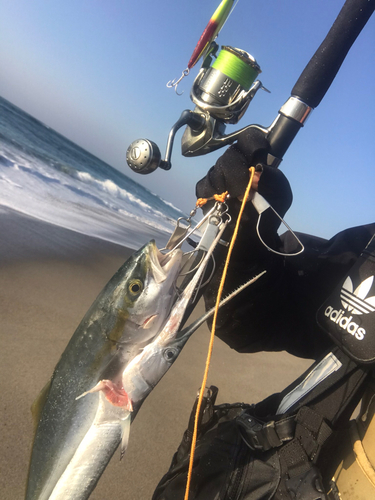 イナダの釣果