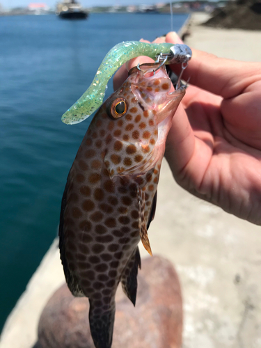 オオモンハタの釣果