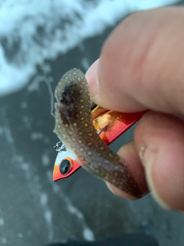 シタビラメの釣果