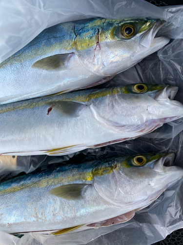 イナダの釣果