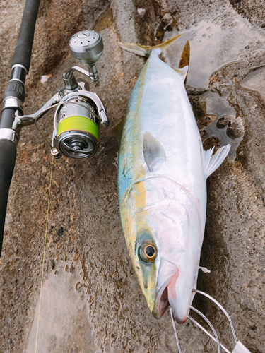 イナダの釣果