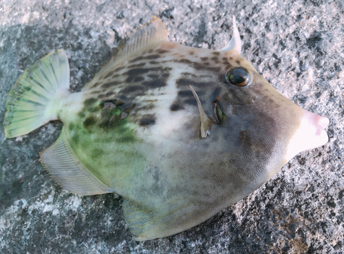 カワハギの釣果