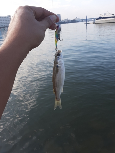 ボラの釣果