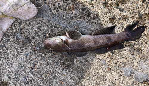 ハゼの釣果