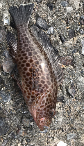 オオモンハタの釣果