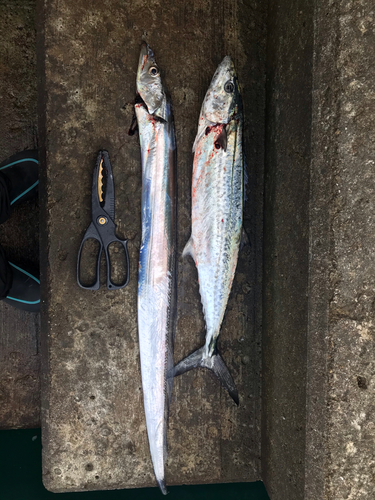 タチウオの釣果