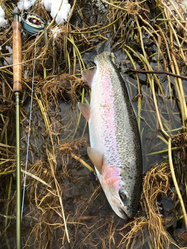 ニジマスの釣果