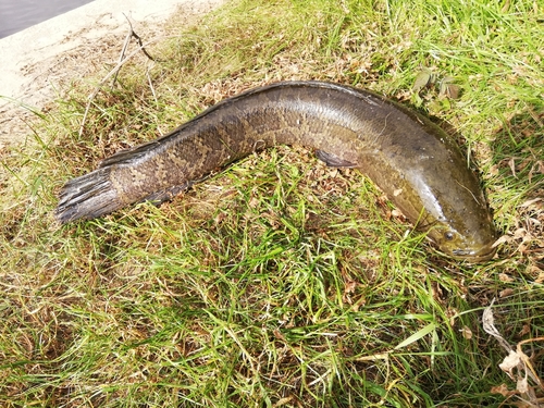 ライギョの釣果