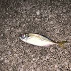 アジ