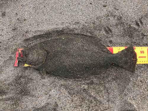 ヒラメの釣果