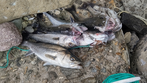 シーバスの釣果