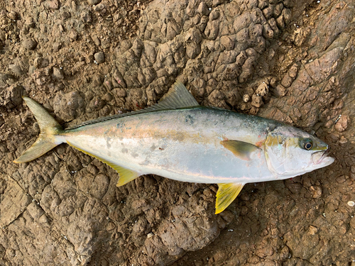 ヒラマサの釣果