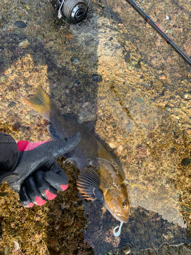 アブラコの釣果