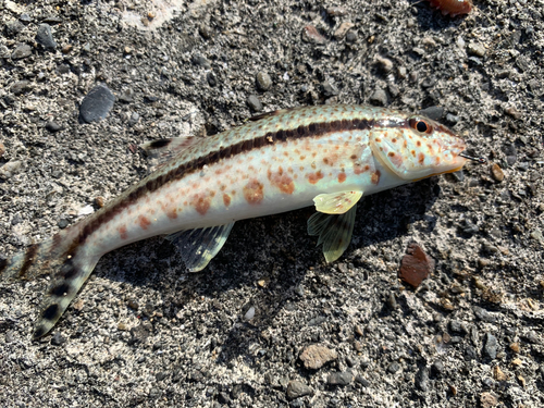 ヨメヒメジの釣果