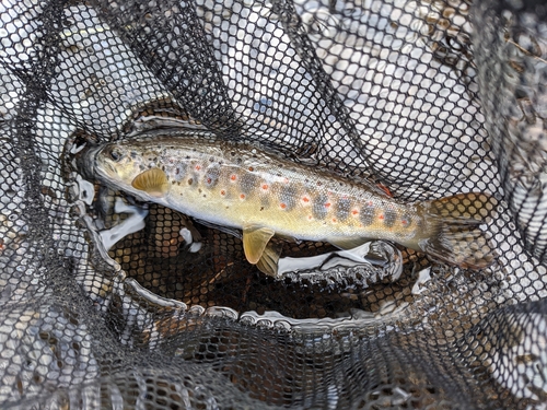 ブラウントラウトの釣果