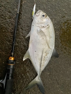 メッキの釣果