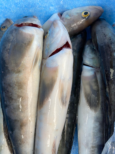 ホッケの釣果