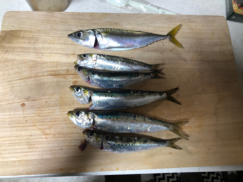 サバの釣果