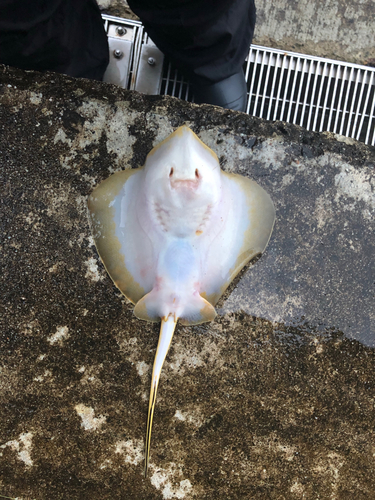 エイの釣果