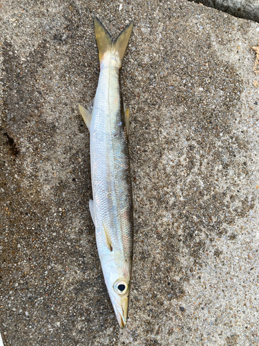 カマスの釣果