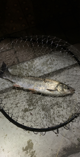 ウグイの釣果