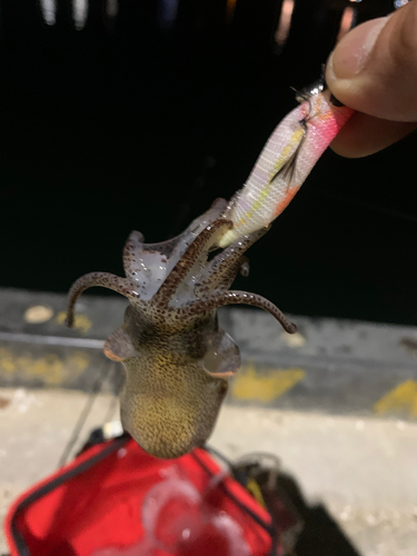 ヒイカの釣果