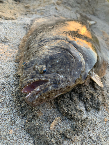 ヒラメの釣果