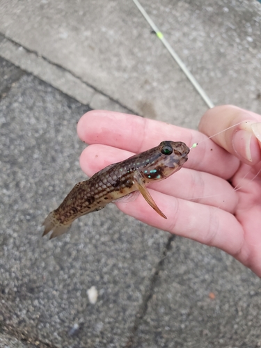 モヨウハゼの釣果