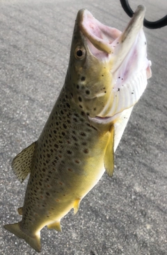 ブラウントラウトの釣果