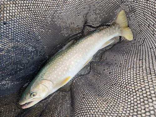 アメマスの釣果