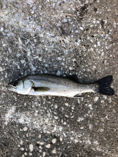 フッコ（マルスズキ）の釣果