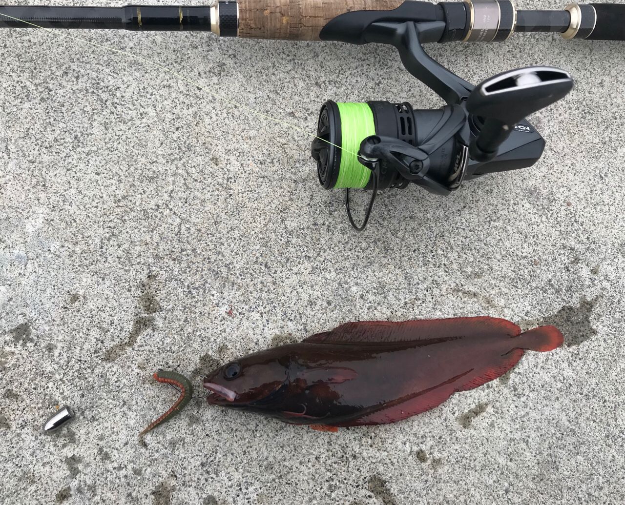 エゾイソアイナメ