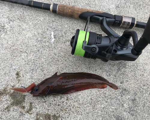 エゾイソアイナメの釣果