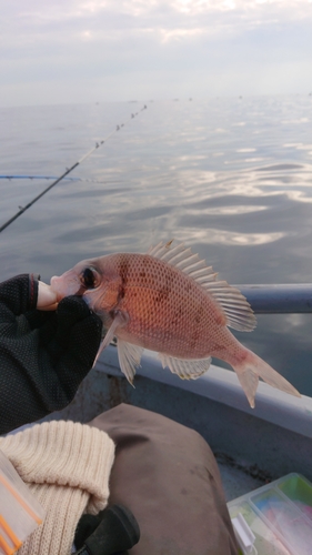 メイチダイの釣果