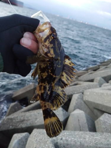 タケノコメバルの釣果