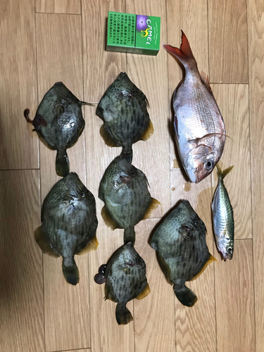 カワハギの釣果