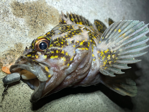 オウゴンムラソイの釣果