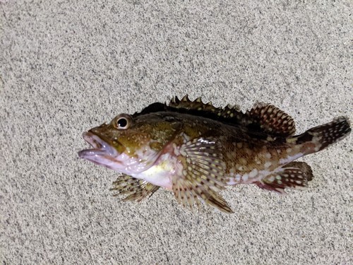 カサゴの釣果