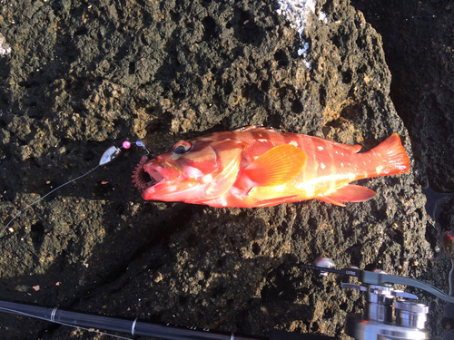 アカハタの釣果