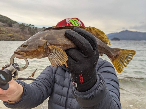 アイナメの釣果