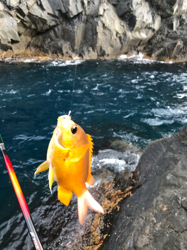 スズメダイの釣果