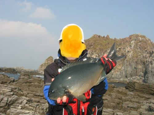 オナガグレの釣果