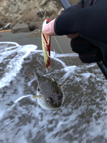 クサフグの釣果