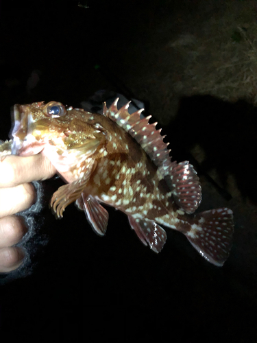 カサゴの釣果