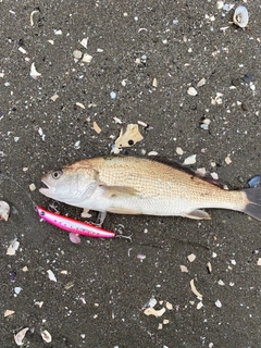 ニベの釣果