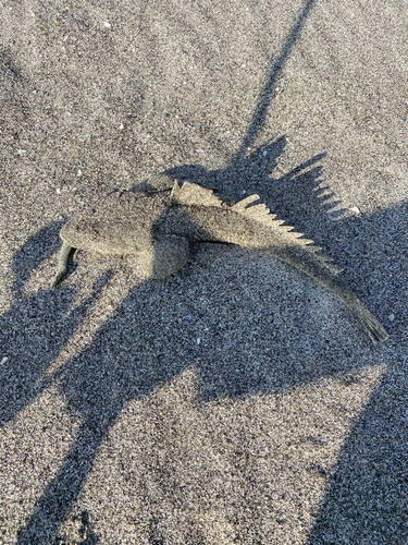 マゴチの釣果