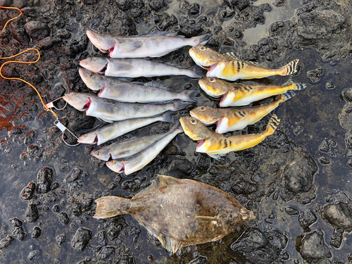 ホッケの釣果